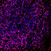 Immunofluorescent image of a mouse brain labeled with DSHB antibody Anti-CNTN2 [BCN156.2.1B3] against Contactin-2 (magenta). Image Credit: BICCN